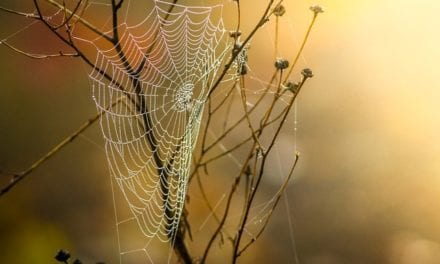 Last September’s Cobwebs by Scott J. Couturier