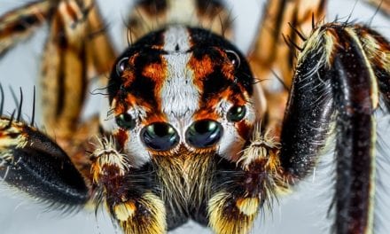 Arachnophobia by CL Bledsoe